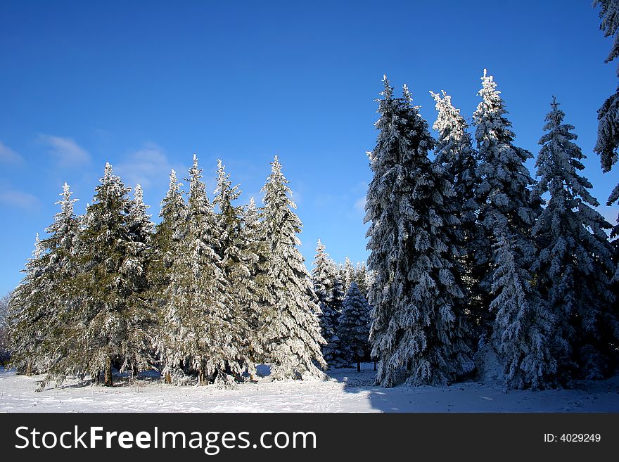 Winter trees on blue sky