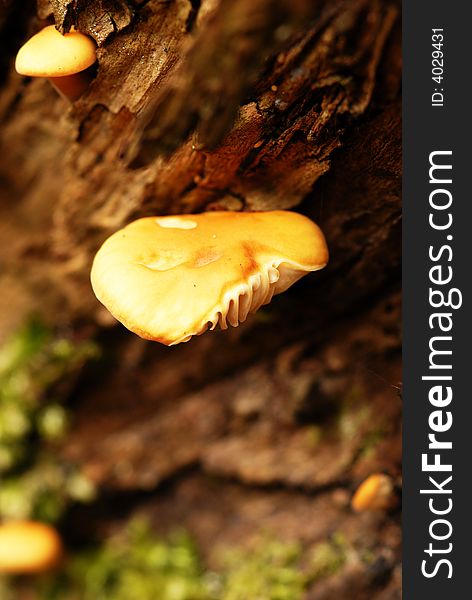 Autumnal mushrooms on the trunk of the tree