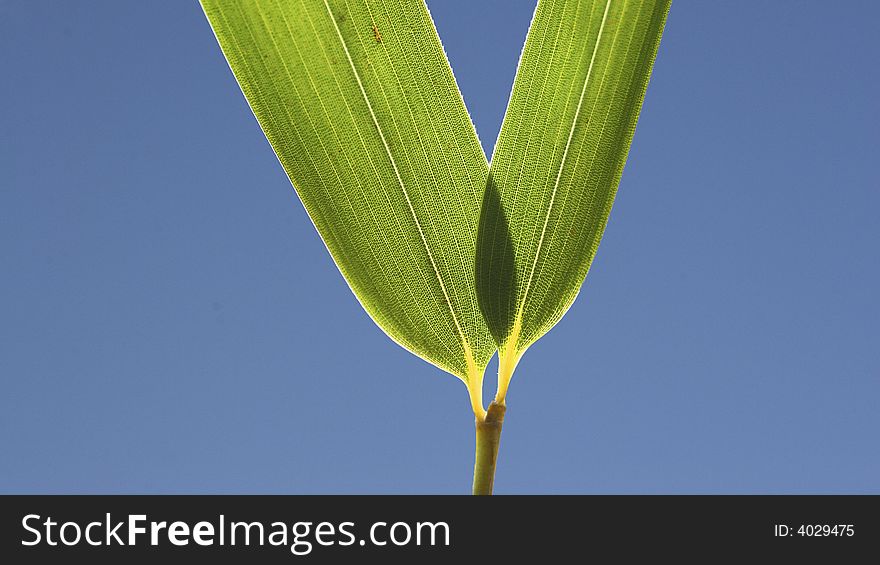 Two bamboo leaves with details