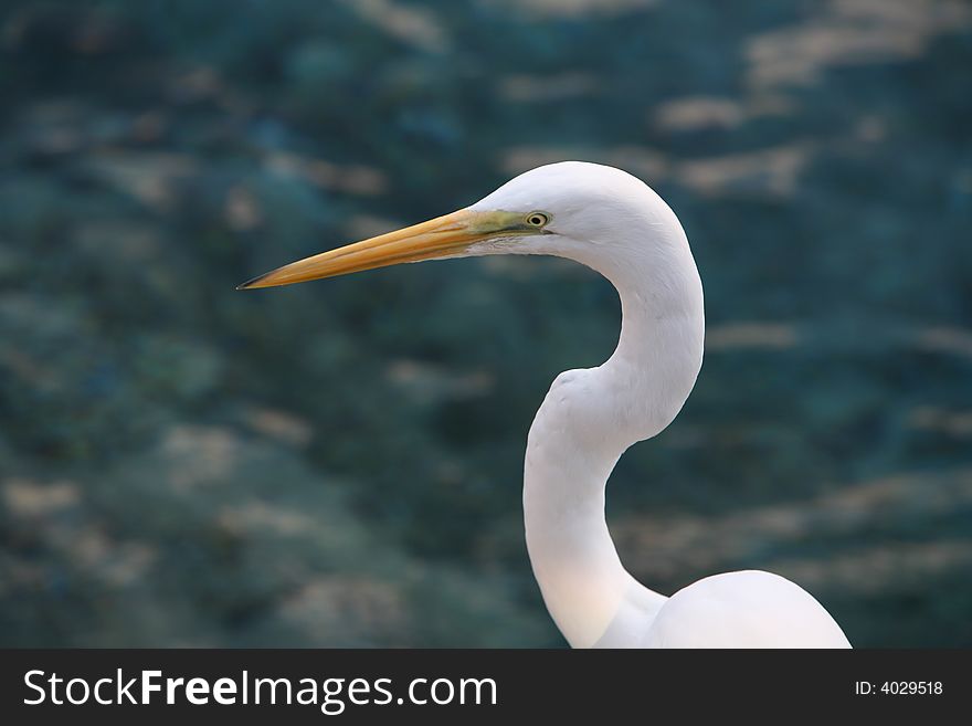 Close Portrait of a Great White Egret