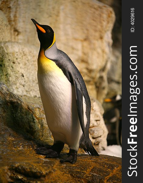 King penguin in a zoo