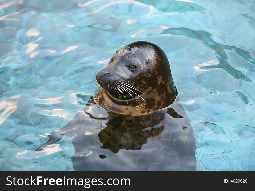 Relaxing Sea Lion in water