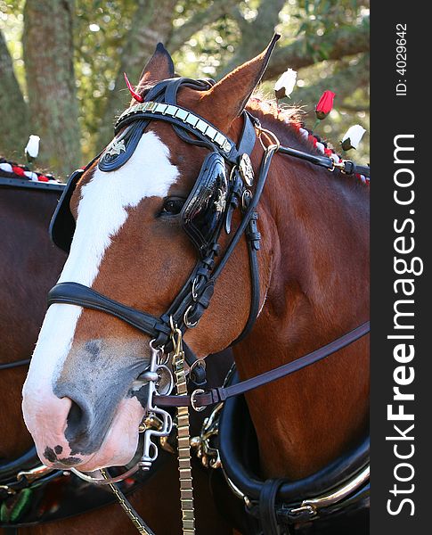 A portrait of a brown/white horse face. A portrait of a brown/white horse face