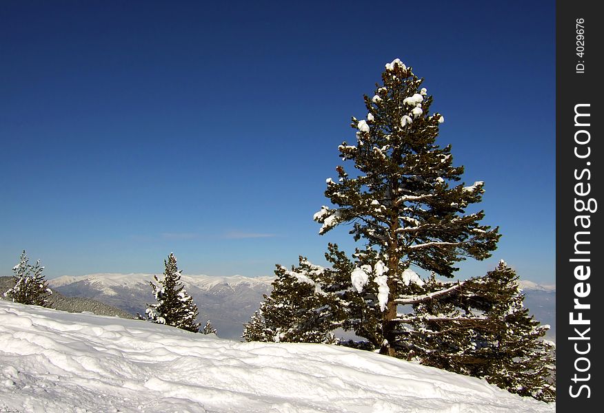 Winter tree in snow mountain, Bulgary ski resort