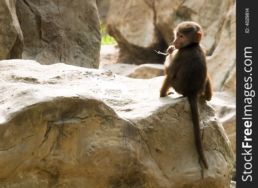 Juvenile baboon sitting at the edge of a rock