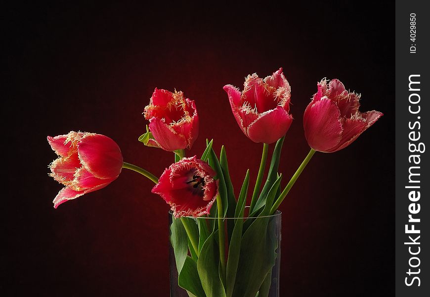 Tulips On The Dark Background.