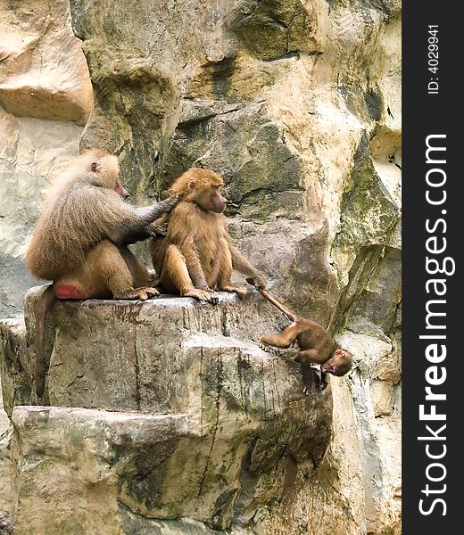 Male baboon grooming disinterested female baboon who is restraining her baby by its tail. Male baboon grooming disinterested female baboon who is restraining her baby by its tail.