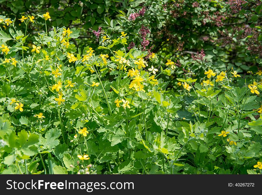 Medicinal herb celandine blooms in the forest lit by the Sun
