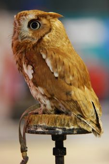 Eastern Screech Owl (Otus Asio) Stock Images Eastern Screech Owl (Otus Asio) Stock Images