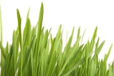 Green Young Grass With Drops Royalty Free Stock Images