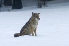 Coyote Stock Image Coyote Stock Image