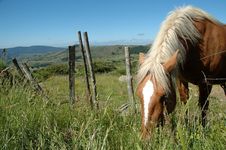 Grazing Comtois Draught Horse Royalty Free Stock Images Grazing Comtois Draught Horse Royalty Free Stock Images