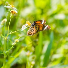 Common TIger Butterfly Stock Photos Common TIger Butterfly Stock Photos