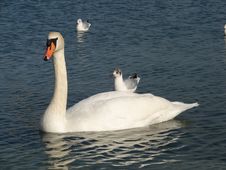 Swan And Gull Stock Photo Swan And Gull Stock Photo