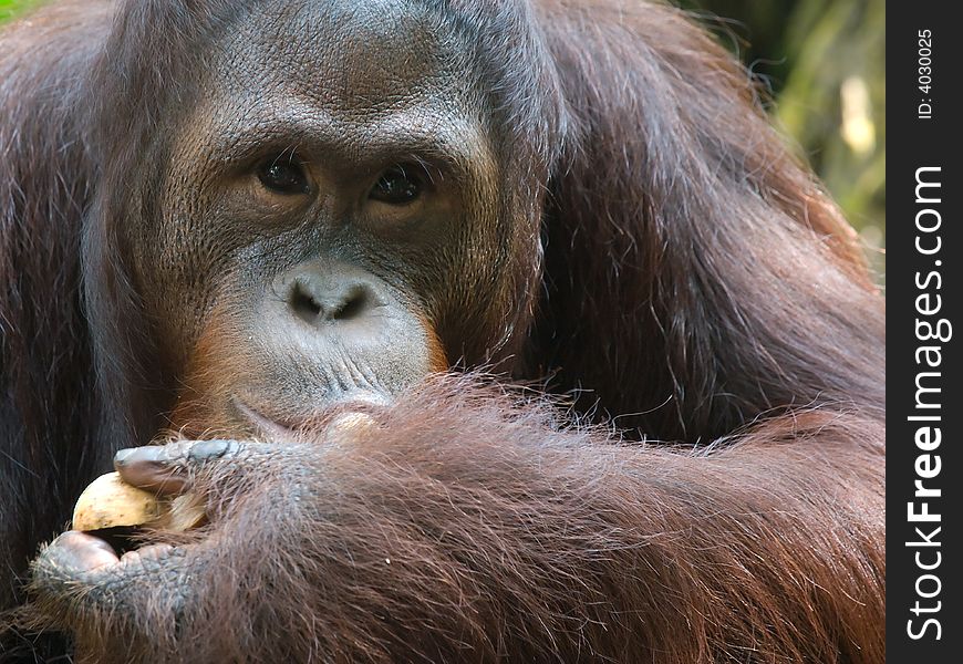 Orang Utan feeding on a fruit at a zoo