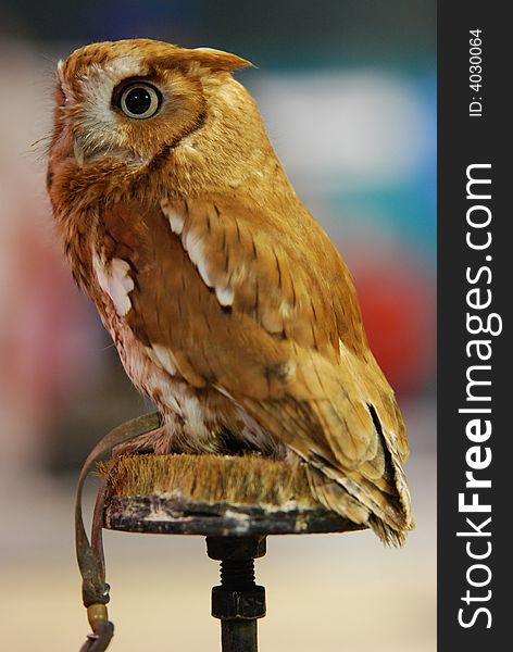 Full portrait of an alert Eastern Screech Owl. Full portrait of an alert Eastern Screech Owl.