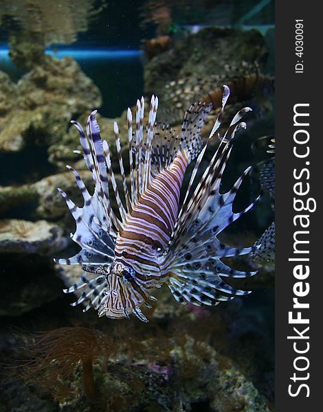 Very beautiful fish-zebra, meets in terrariums very seldom.