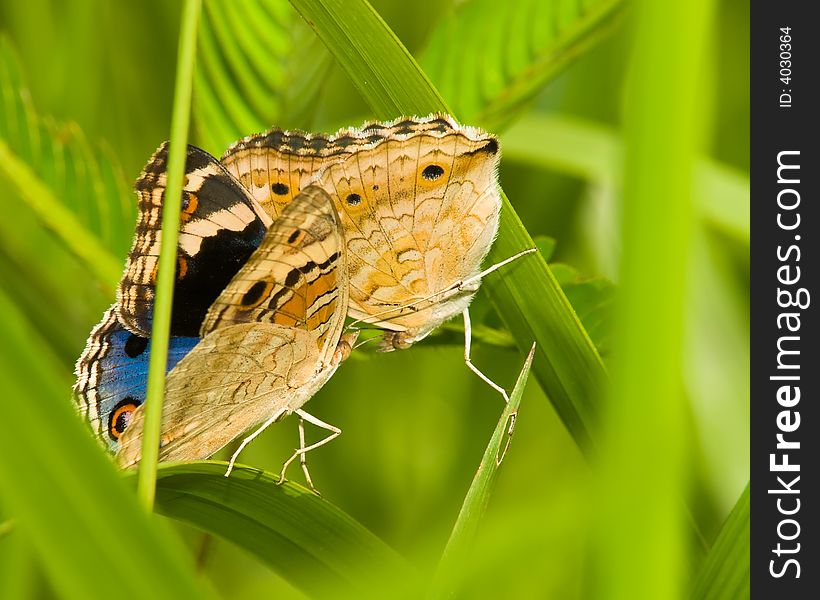 A male blue pansy butterfly performing a dance to woo a female in the thick undergrowth of long grasses and mimosa. A male blue pansy butterfly performing a dance to woo a female in the thick undergrowth of long grasses and mimosa