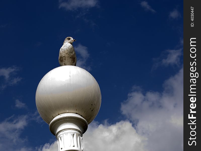 Sea gull sitting on light ball against blue sky with white clouds. Sea gull sitting on light ball against blue sky with white clouds