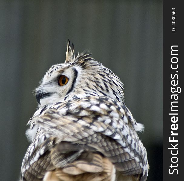 Eagle owl, bird of prey