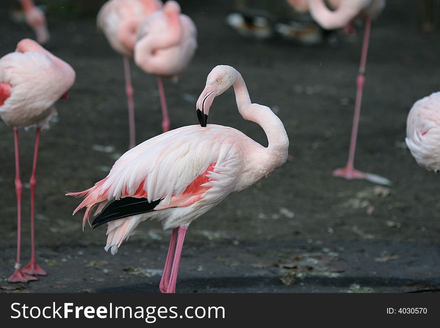 Pink flamingo in a zoo of Berlin