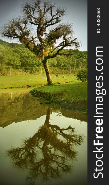 The tree and its own reflection on the water. The tree and its own reflection on the water