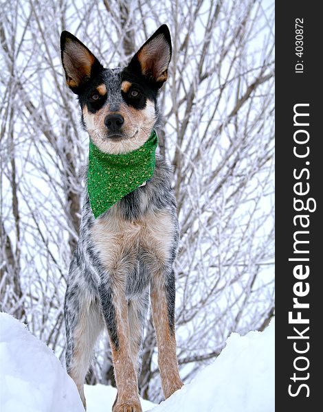 Blue Heeler puppy sporting green bandanna while on top of large snow drift. Blue Heeler puppy sporting green bandanna while on top of large snow drift