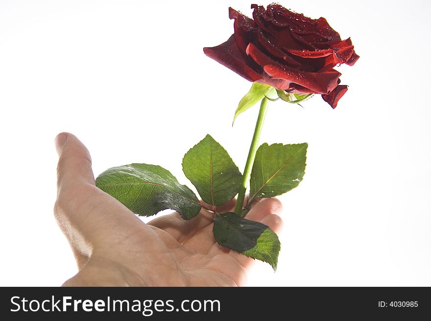Male hand holding a red fresh rose (low aperture shot, focus on a top of the bud and on the part of palm). Male hand holding a red fresh rose (low aperture shot, focus on a top of the bud and on the part of palm)