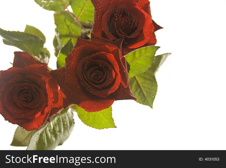 3 red beautiful decorative roses on white. 3 red beautiful decorative roses on white