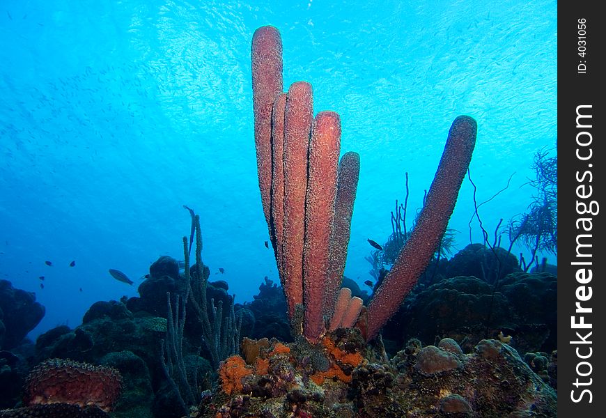Purple tube sponges in the Caribbean Sea