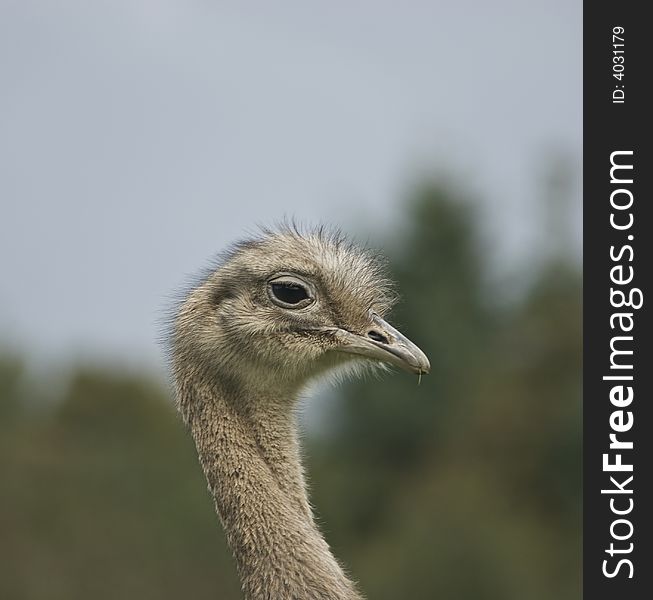 Ostrich, Ostrich profile,Struthio camelus