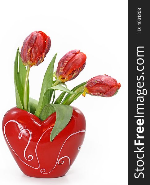 Three tulips in vase on white