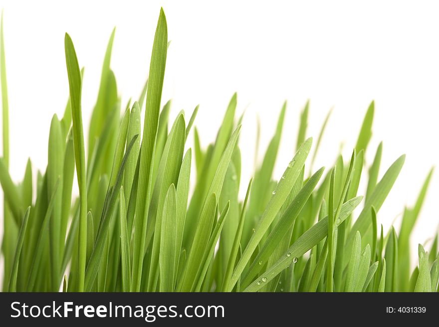 Green Young Grass With Drops