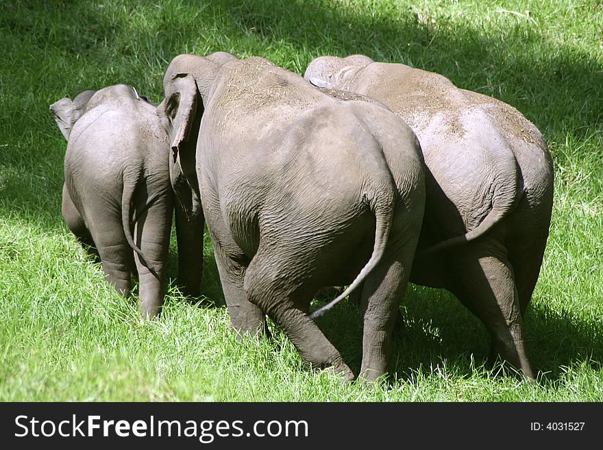 Small herd of elephants, south india