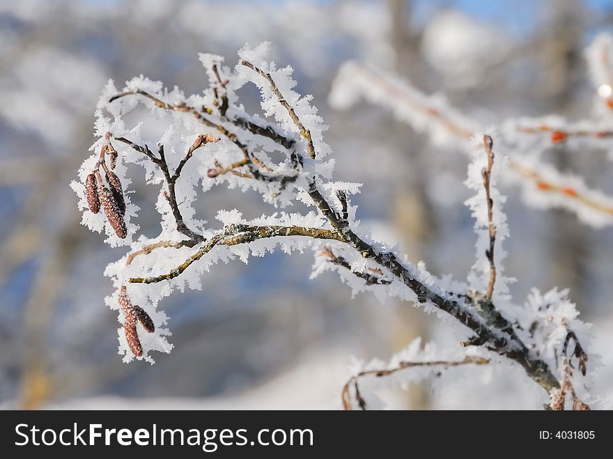 Tree branches with ice crystals. Tree branches with ice crystals