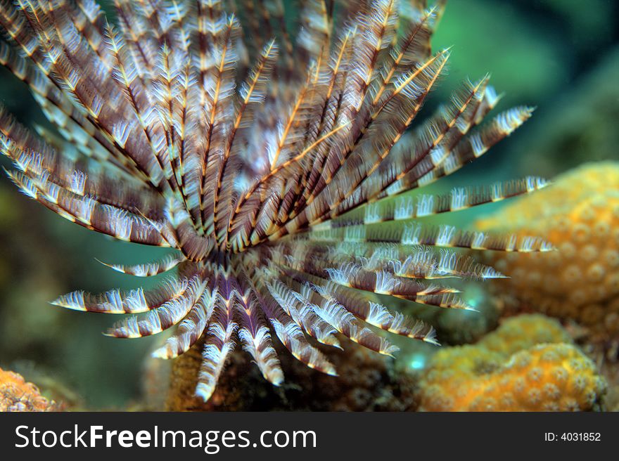 Magnificent feather duster extened on coral reef