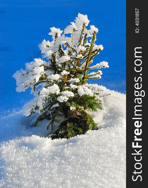 Small conifer with ice crystals. Small conifer with ice crystals