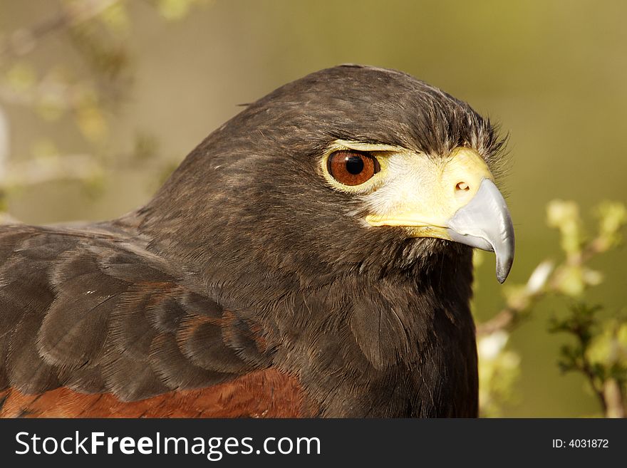 Close portrait of Harris' hawk with pale green background