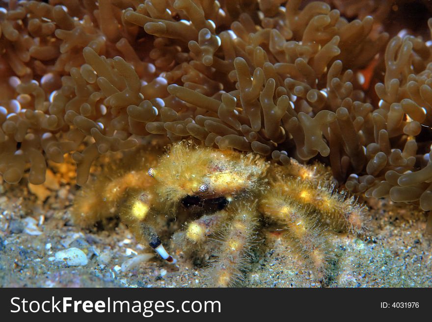 Speck-claw decorator crab under branching anemone