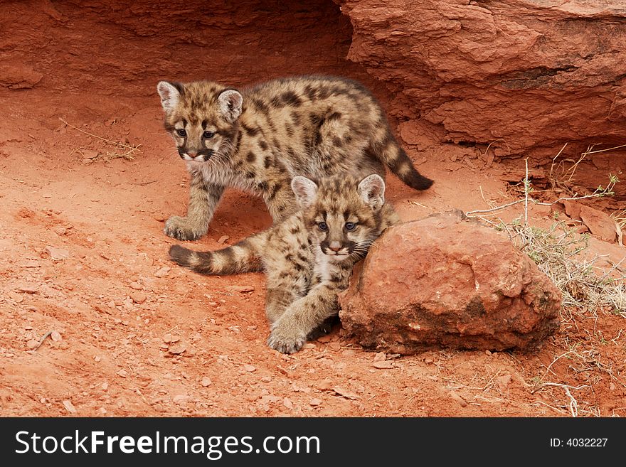 Two mountain lion kittens with one standing and other leaning against red rock with red rock alcove gehind