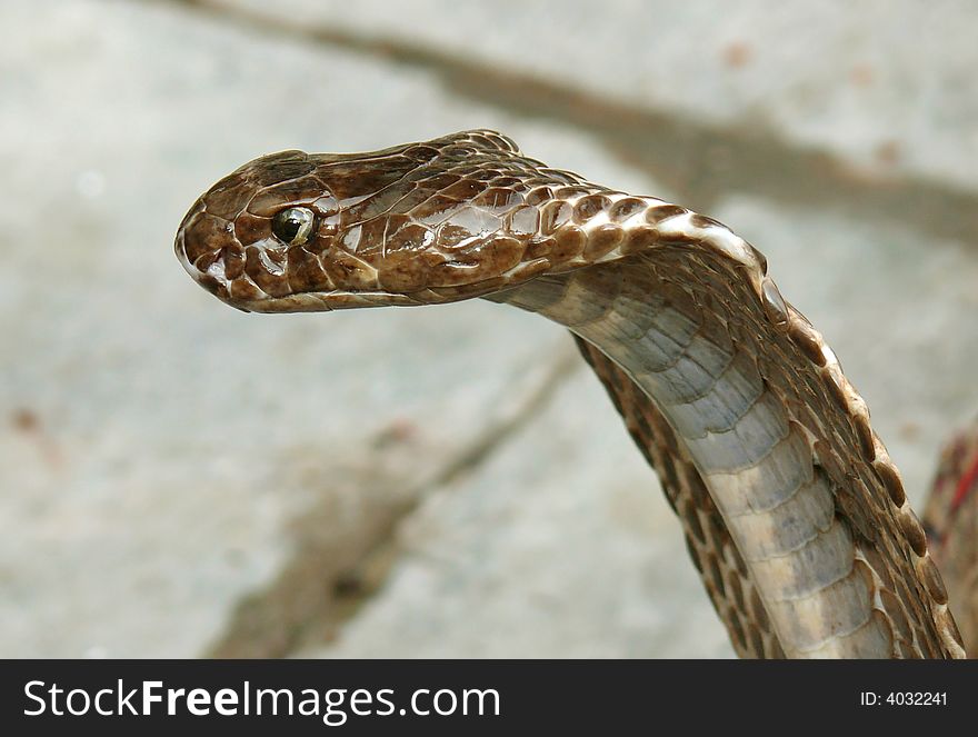 Closeup of king cobra, rishikesh, india