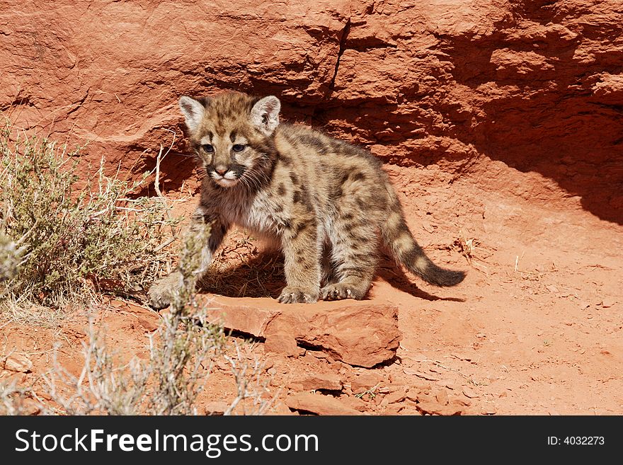 Mountain lion kitten standing on red rocks in front of red rock wall