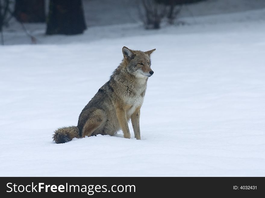 Coyote sitting in field of snow, canis latrans