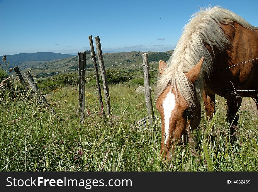 Comtois draught horse with brown coat and white mane grazing in the meadows on the Mont Lozere - France. Comtois draught horse with brown coat and white mane grazing in the meadows on the Mont Lozere - France