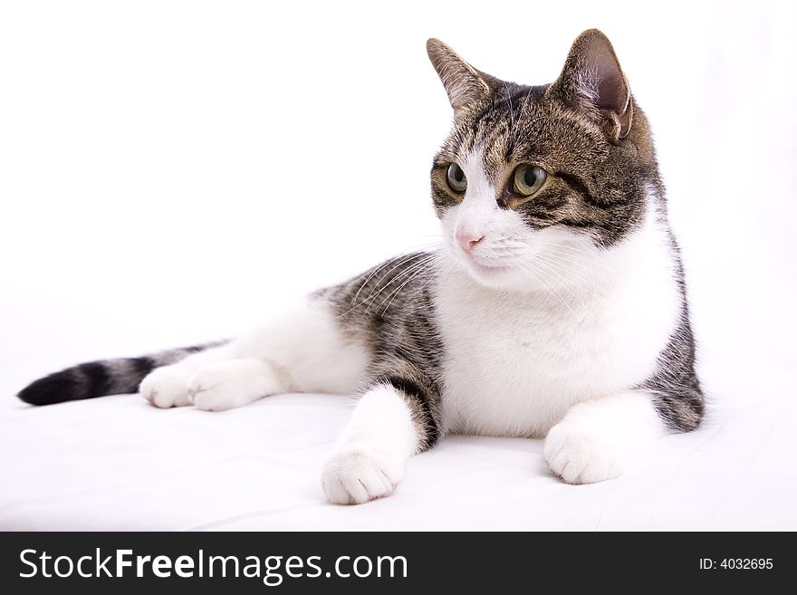 The lazy housecat, pet and companion. A portrait of...