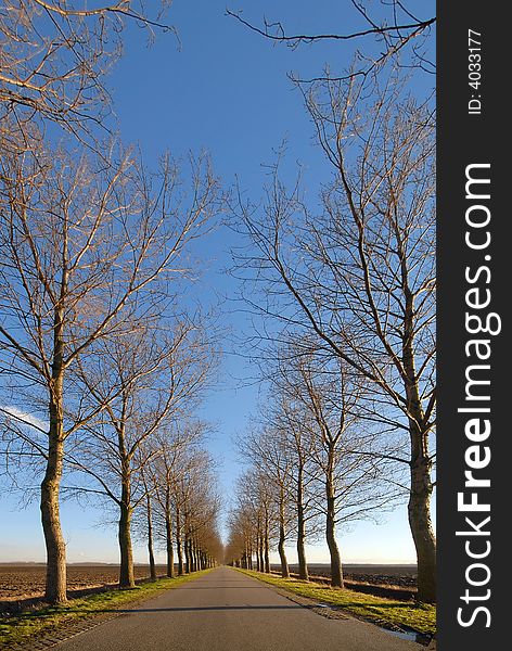 Road and Line of trees under a blue sky