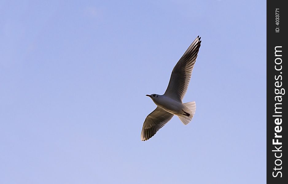 Hovering Seagull On Blue Sky