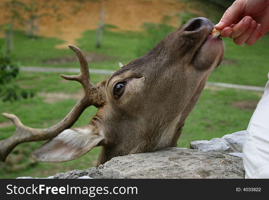 Feeding deer