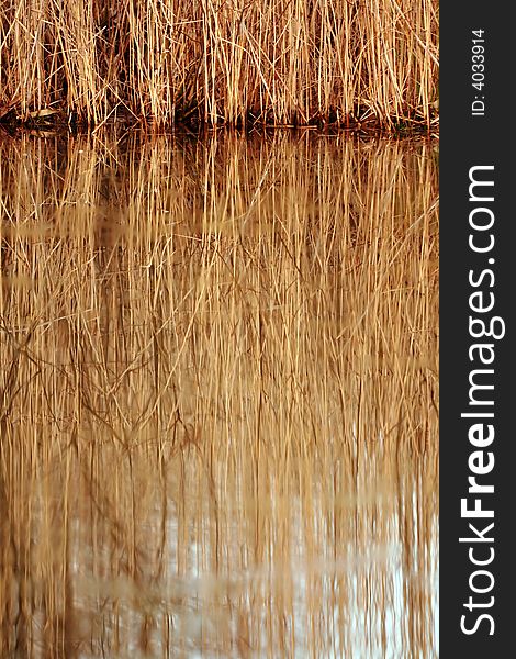 Abstract background of reflecting reed. Abstract background of reflecting reed