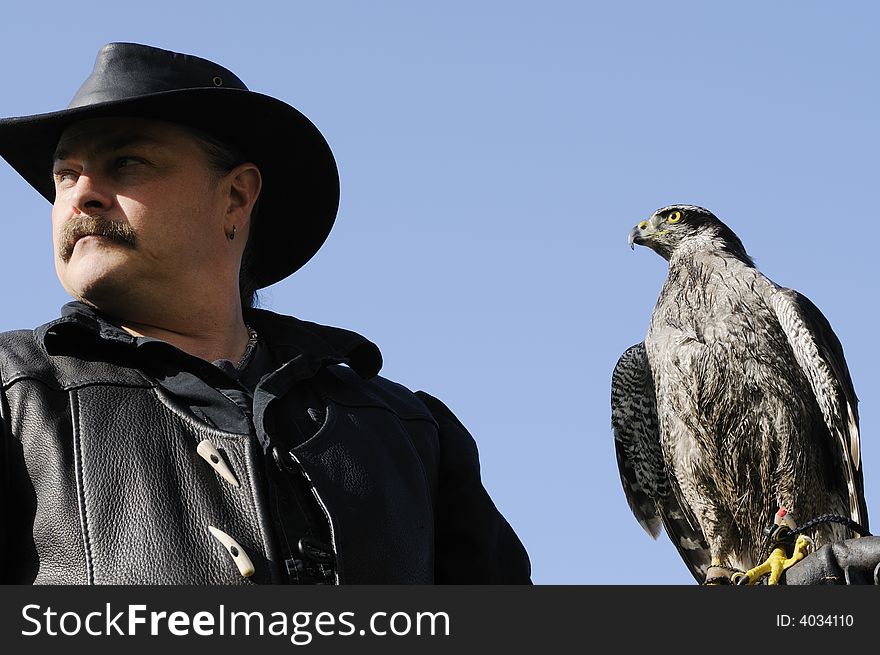 Falconer with Goshawksitting on gloved hand of handler. Falconer with Goshawksitting on gloved hand of handler